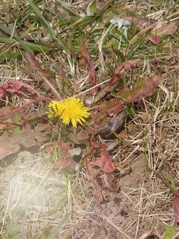 Photo, dandelion, flower, yellow, 