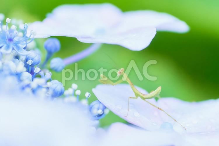 水色紫陽花の上に小さなカマキリ アジサイ,カマキリ,紫陽花の写真素材