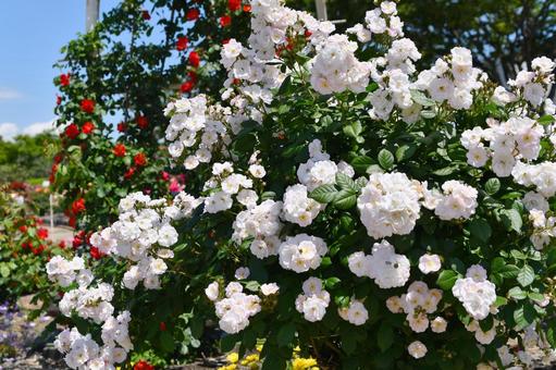 薔薇　ペレニアルブラッシュ 薔薇,ペレニアルブラッシュ,花の写真素材