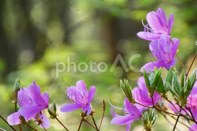 むらさきピンクのツツジの花 緑,新緑,4月の写真素材