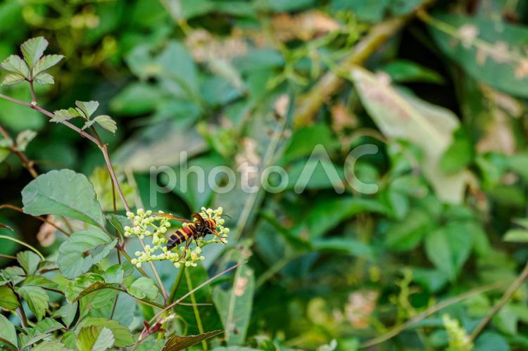 ヒメスズメバチ⑵ 蜂,ヒメスズメバチ,昆虫の写真素材