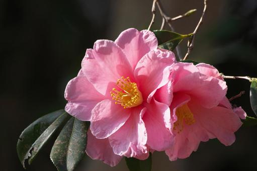 ピンクの大輪の花　ハルサザンカ「笑顔」 ハルサザンカ,エガオ,笑顔の写真素材