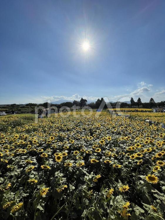 ひまわり畑と太陽　夏 ひまわり畑,ひまわり,太陽の写真素材