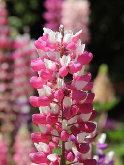 ルピナス　クローズアップの写真