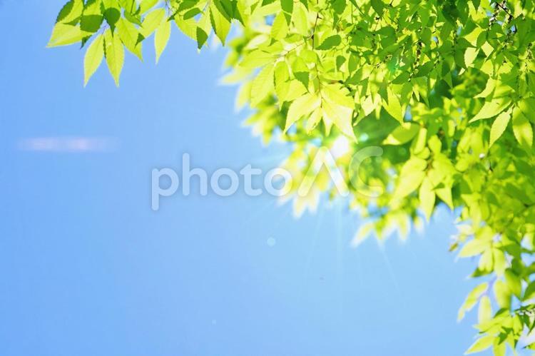 爽やかな青空、木漏れ日の背景 木漏れ日,青空,青の写真素材