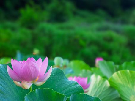 蓮の花、蓮の葉、ミツバチ 蓮の花、蓮の葉、ミツバチ 蓮,ミツバチ,花の写真素材
