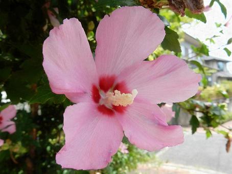 [Flower photo] Rose of Sharon, JPG