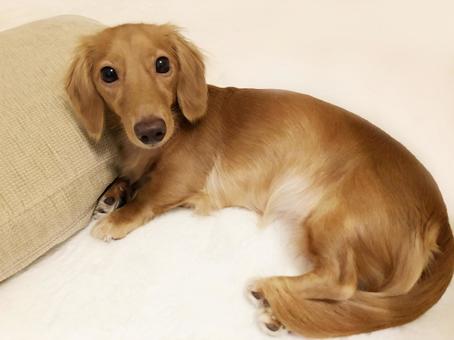 愛犬 愛犬 犬,ペット,ダックスフントの写真素材