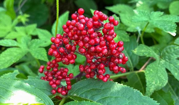 Photo, red, green, natural, 