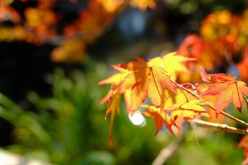 秋の紅葉 秋の紅葉の写真