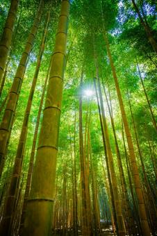 栃木県　竹林 栃木,栃木県,宇都宮市の写真素材