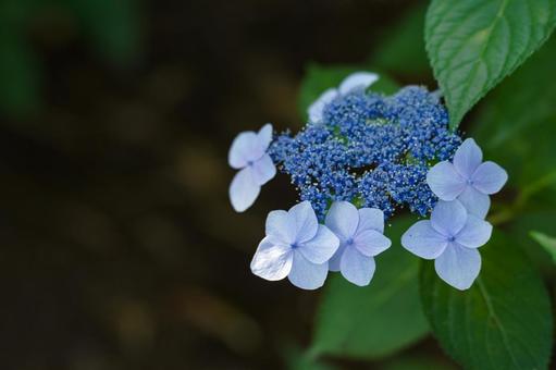 Ephemeral Hydrangea, JPG Ephemeral Hydrangea, JPG