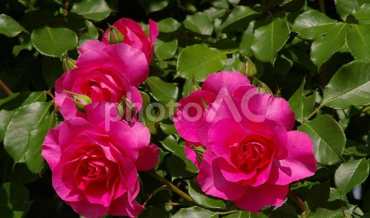 ピンクの薔薇　綾瀬 3 ピンク,花,薔薇の写真素材