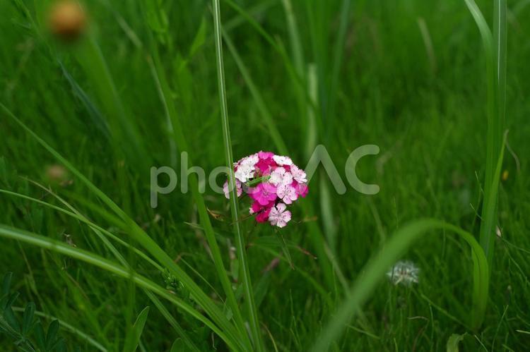 ビジョナデシコ ビジョナデシコ,キリギリス,花の写真素材