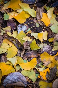 北海道　札幌市の紅葉 北海道,北,札幌市の写真素材