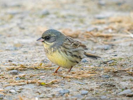 地面を歩くアオジ 地面を歩くアオジ アオジ,野鳥,鳥の写真素材