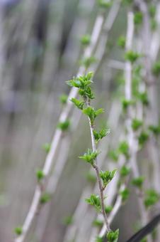 ウコギ芽吹く ウコギ芽吹く ウコギ,五加木,ヒメウコギの写真素材