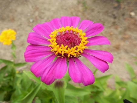 [Flower photo] Zinnia elegans, JPG