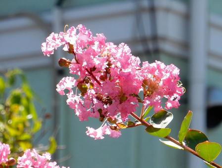 [Flower Photo] Pink Crape Myrtle, JPG