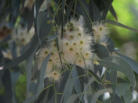 ユーカリの花e ユーカリの花eの写真