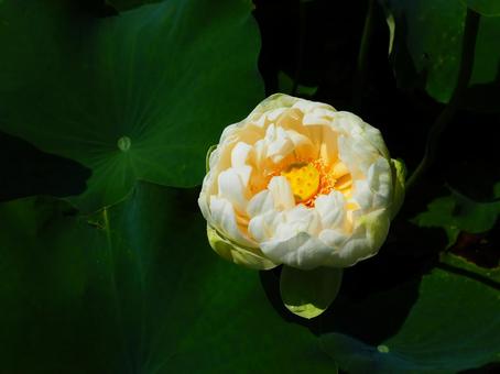 行田―開きかけた漢蓮(カンレン) 行田―開きかけた漢蓮(カンレン)の写真