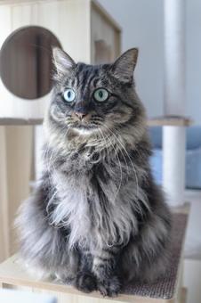 家族 家族 ねこ,ペット,生き物の写真素材