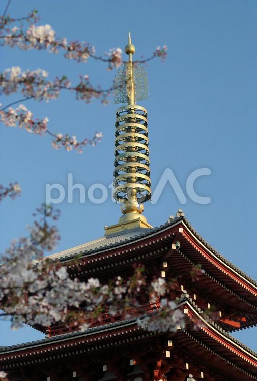 五重塔相輪と桜 桜,春,サクラの写真素材