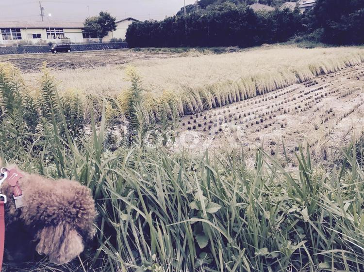 犬の散歩 ウオーキング,コンクリート,フィールドの写真素材