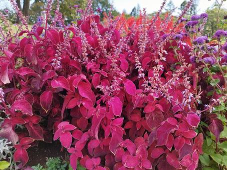 秋に美しく咲く赤紫の葉っぱの植物 秋に美しく咲く赤紫の葉っぱの植物 コリウス,植物,花の写真素材