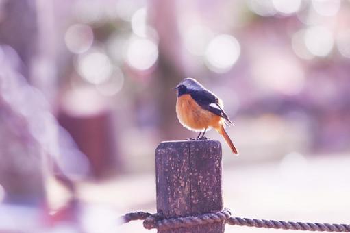 杭の上で休むジョウビタキ 杭の上で休むジョウビタキの写真