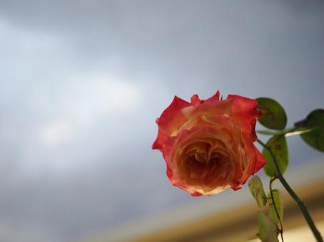 バラ園にて早朝の薔薇を撮りました 花,薔薇,自然の写真素材