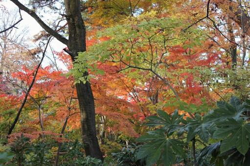 紅葉20 紅葉,もみじ,赤の写真素材