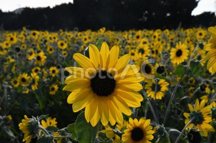 伊良湖岬のひまわり ひまわり,風景,ヒマワリの写真素材