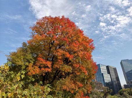 紅葉 秋,紅葉,鮮やかの写真素材