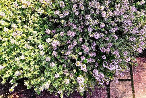 タイムの花 タイムの花 タイム,ハーブ,薬草の写真素材