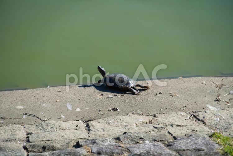ため池と亀 爬虫類,貝殻,自然の写真素材