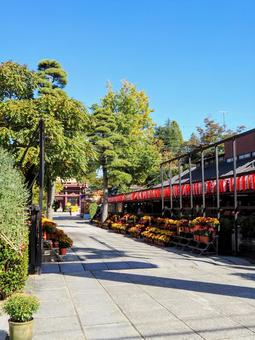 秋の笠間稲荷神社・仲見世通り＆菊・笠間市 秋,菊,仲見世通りの写真素材