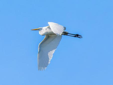 空を飛ぶダイサギ ダイサギ,野鳥,サギの写真素材
