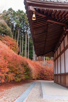 呑山観音寺の紅葉(ドウダンツツジ) 呑山観音寺の紅葉(ドウダンツツジ) 呑山観音寺,福岡,福岡県の写真素材