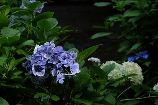 紫陽花 紫陽花 あじさい,花,花びらの写真素材