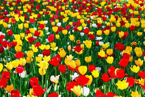 Red and yellow tulips, JPG Red and yellow tulips, JPG