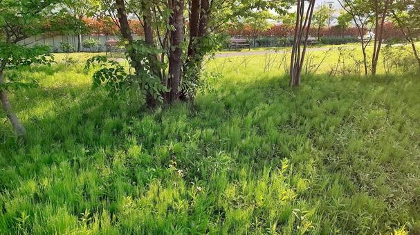 公園 公園の写真