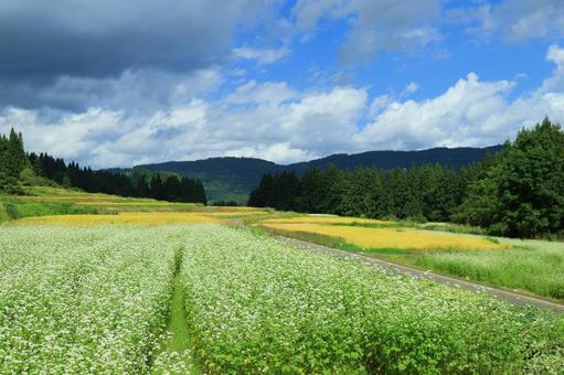 そば畑と稲穂と青空 そば畑と稲穂と青空 蕎麦畑,そば,そばの花の写真素材