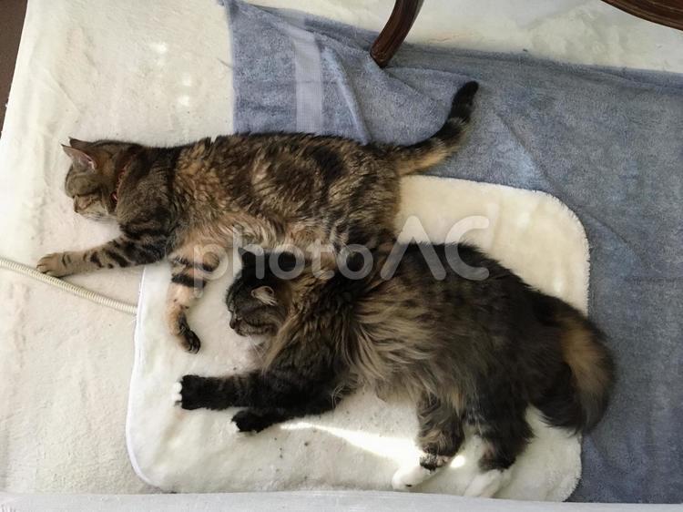 ポーズがそっくりな先輩猫と新入り猫 猫,ねこ,可愛いの写真素材