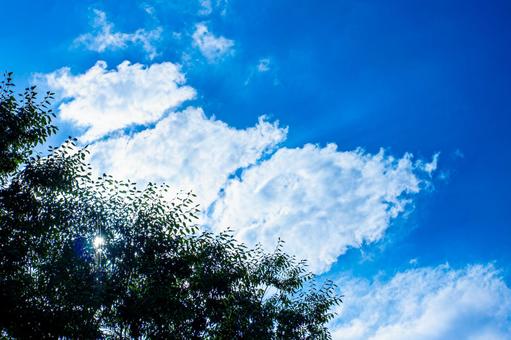 夏の青空と木のシルエット 夏の青空と木のシルエット 青空,真夏,夏空の写真素材
