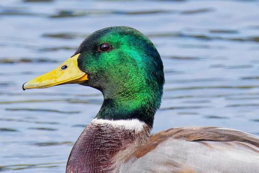 マガモ雄の顔アップの写真
