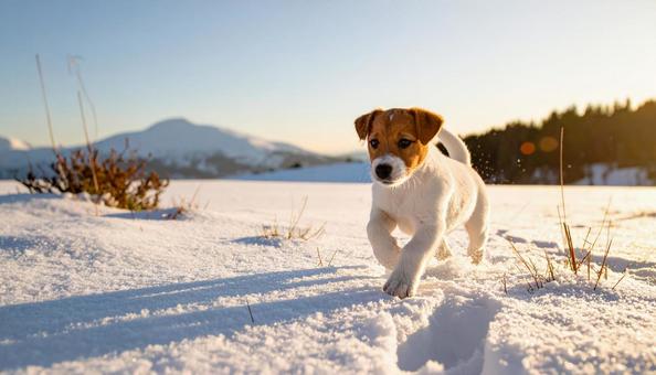 雪野原を走る子犬 雪野原を走る子犬の写真