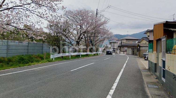 桜-志免町 桜,咲く,地方の写真素材