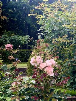 憩いの場に咲くピンクの薔薇 憩いの場に咲くピンクの薔薇の写真