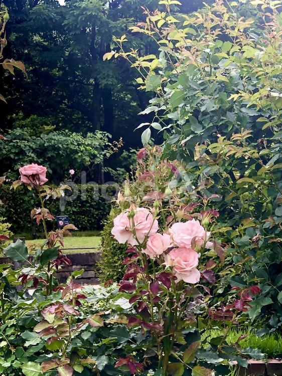 憩いの場に咲くピンクの薔薇 鮮やか,素材,ピンクの写真素材